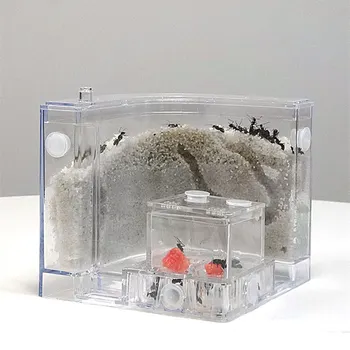Zaujímavé Stvorenia Pet Ant Box Workshop Piesku Hniezdo Hrad Z Piesku Prírodné Vedecký Experiment Hračka Prieskum