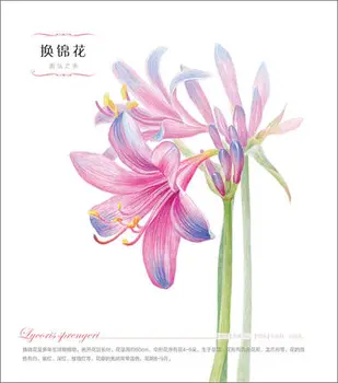 Čínsky kreslenie ceruzkou knihy 38 druhov kvetov Maľovanie akvarelové farby, ceruzky učebnice Návod umenia knihy