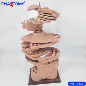 Disk Ľudské Torzo Anatomický Model 24 Vrstvy Tela, Anatómia S Nervov A Svalov Zdravotníckej Škole Používa Nástroj Vzdelávacie Zariadenia
