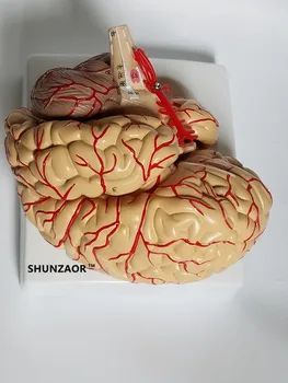 Anatomický model mozgu tepien 9parts ,42number pre učebné zdroje študentka medicíny, ako je to