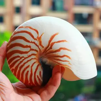 Shell Remesiel Prírodné Pearly Štyri veľké Slávny Skrutku Conch Škrupiny Coral Zberateľskú Stredomoria Akvárium Ozdoby Mora Slimák