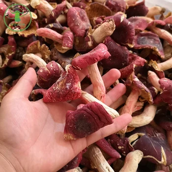 Horúce autentické červená sušené huby, Brazílsky huby, lesné červené huby, dobrá kvalita, doprava zdarma