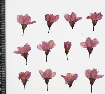 250pcs Stlačené Sušené Sakura Cherry kvetov Rastlín Herbarium Pre Živicové Šperky Čo Pohľadnicu Rám Telefónu Prípade Plavidlá typu 