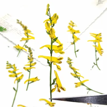 Originálne Žltá Farba Corydalis Kvety Na Stonky Rastlín Vzorky Pre Sušené Kvety Záložku
