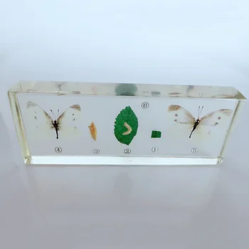 Spoločné Kapusta Červ Rastu, Proces Vývoja Jedinca Model Reálneho Kapusta Motýľ Vzorky Biologických Entomology Učebné Pomôcky