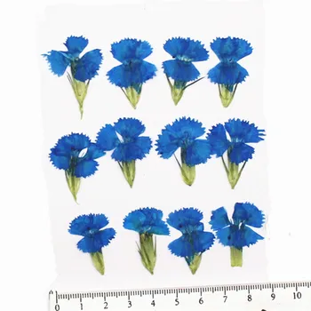 Najnovšie Modrá Klinček Malé Sušené Stlačené Kvet Kvetinový Materiál DIY handmade 1 lot/120pcs veľkoobchod