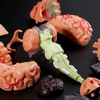 Vymeniteľné Anatomické Ľudského Vnútorného Mozgu Model Lekárske Sochy učebná pomôcka Kognitívne učebné pomôcky, Vzdelávacie Hračky pre Deti