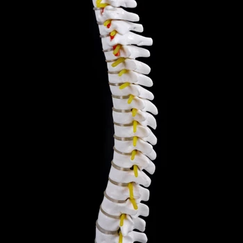Lekárske rekvizity model 45 cm Človeka Anatomické Chrbtice s Panvového Flexibilný Model Lekárske Učiť Pomoc Anatómia