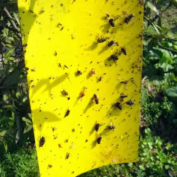 USA, AUS OBCHODOCH!! 20cmx15cm 50/100PC Žltá Lepivými Lepidlo, papier Hmyzu Pasce Catcher Vrah Lietať Vošky Wasp Bulk Pack AU