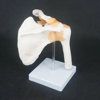 Život Veľkosť Ramenného Kĺbu, Anatomický Model Kostry Človeka Lekárske Anatómie Na Lekárskej Štúdie