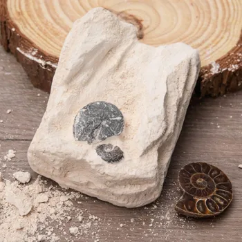 Hĺbenie Skúmanie Fosílnych Box-balené Prírodné Kamene Ammonite Fosílnych Vzoriek Dekorácie