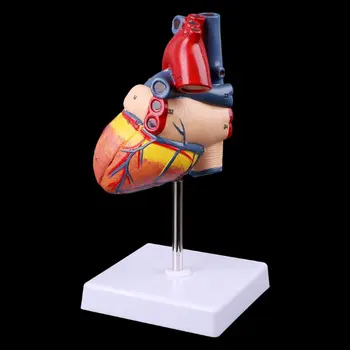 2021 Nové Rozobrať Anatomický Model Ľudského Srdca používa v Anatómie Lekárskej učebná pomôcka s číslom známky