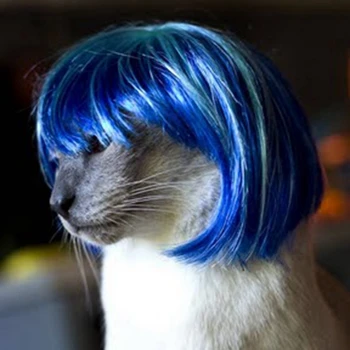 Pet parochňu, vtipné mačku parochňu, Modré krátke Vlasy