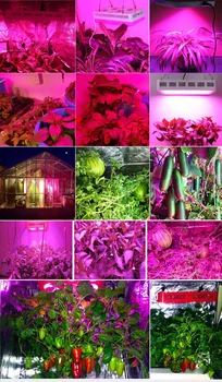VA LED rásť svetlo Elite-2000W celého Spektra pre izbové rastliny nahrádzajú 1400W HPS svetlo veg bloom režim skleníkových Hydroponické