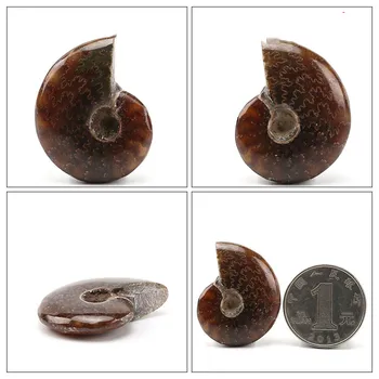 Dúhové Prírodné Ammonite Ammolite Aspekt Fosílnych Vzor Madagaskar Významné Zberateľskú Klenot Kameň -1pc
