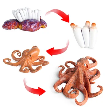 More Simulácia Života Morských Živočíchov Squid Octopus Cyklu Rastu Model Akčná Figúrka Postavy Dieťa Darčeky Vzdelávania Detí, Hračky