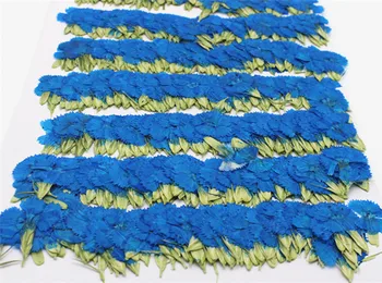 Najnovšie Modrá Klinček Malé Sušené Stlačené Kvet Kvetinový Materiál DIY handmade 1 lot/120pcs veľkoobchod