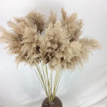 8 ks 20pcs reálne sušené pampas trávy dekor svadobnú kyticu prírodné rastliny dekor Phragmites Communis Reed Kvetinové Kytice
