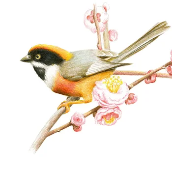 2019 Klasické Kvet, Vták Farba Viesť Návod Knihy Nula Základe Kvet, Vták Album Ručne maľované Deti, Dospelých Sfarbenie Knihy