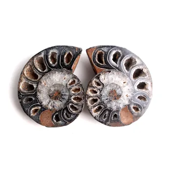1 Pár Prírodné Tajomné Čierne Ammonite Fosílnych Palív Shell Pár Ammonite Šperky, Prívesok Liečivých Minerálnych Vzor