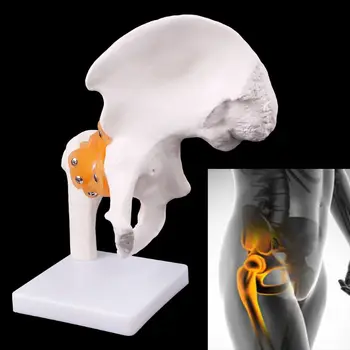 Život Veľkosť Väzu Bedrového Kĺbu Anatómie Lekárskej Model Kostry Učebná Pomôcka