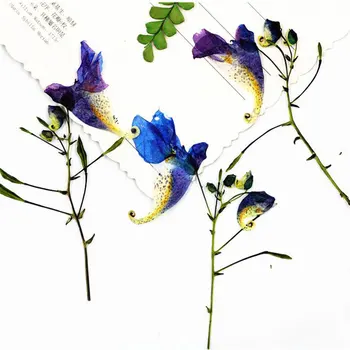 8pcs/Taška Reálne Sušené Kvety Lisované Kvety DIY Konzervované Kvetinové Dekorácie, Party Domov, Aby Nové Príslušenstvo