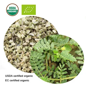 USDA a ES Certifikované Organické tribulus terrestris extrakt 20:1