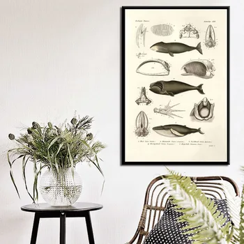Ocean Sea Shell Ryby Zvierat Plátno Maľovaní Plagátov A Vytlačí Wall Art Obraz Vintage Život Graf Biológie Dekorácie Domova