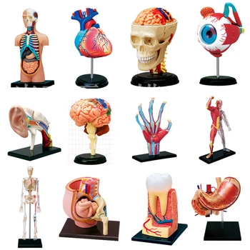 4D Vedy Zostaviť Bloky Ľudské Telo Zombie Kostra mkd3 Lebky, Mozgu Trupu Srdce Anatómie Model Puzzle Lekárskej Vedy Hračky