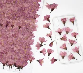 250pcs Stlačené Sušené Sakura Cherry kvetov Rastlín Herbarium Pre Živicové Šperky Čo Pohľadnicu Rám Telefónu Prípade Plavidlá typu 