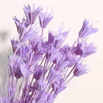 Veľa Dekoratívne Prírodné Sušené kvety Kytice Osemhranné Kvet Pre Svadobné Party Dekorácie DIY Plavidlá Domova Zápisník