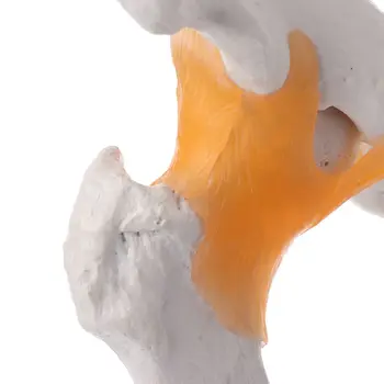 Život Veľkosť Väzu Bedrového Kĺbu Anatómie Lekárskej Model Kostry Učebná Pomôcka
