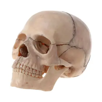 15pcs/set 4D Rozobrať Lebky Anatomický Model Odnímateľný Lekárske učebná pomôcka