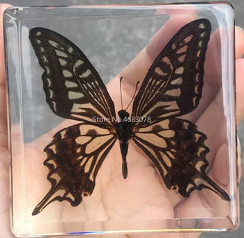 1piece Motýľ Hmyzu Vzorkou V Jasných Živice Vzdelávacie Preskúmať Nástroj Školy Spotrebný materiál na Vyučovanie 75x75x20mm