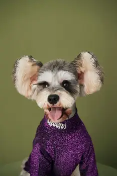 Psie oblečenie na jeseň nové Teddy bielizeň, Bradáče Pomeranian VIP Corgi úsek dna tričko malý pes pet oblečenie