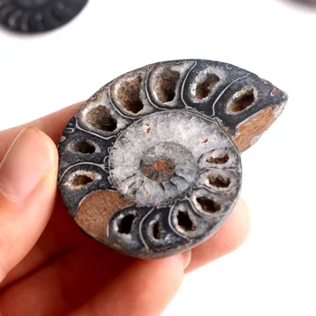 1 Pár Prírodné Tajomné Čierne Ammonite Fosílnych Palív Shell Pár Ammonite Šperky, Prívesok Liečivých Minerálnych Vzor
