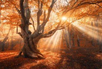 Laeacco Jeseň Starý Strom Slnečnému Žiareniu Scénické Fotografie Prostredí Prispôsobené Fotografického Pozadia Pre Photo Studio