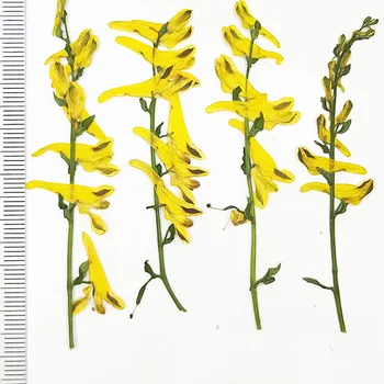 Originálne Žltá Farba Corydalis Kvety Na Stonky Rastlín Vzorky Pre Sušené Kvety Záložku