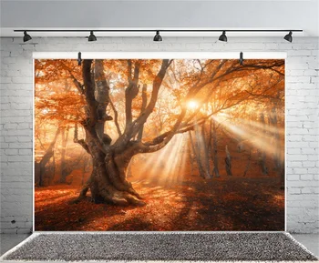 Laeacco Jeseň Starý Strom Slnečnému Žiareniu Scénické Fotografie Prostredí Prispôsobené Fotografického Pozadia Pre Photo Studio